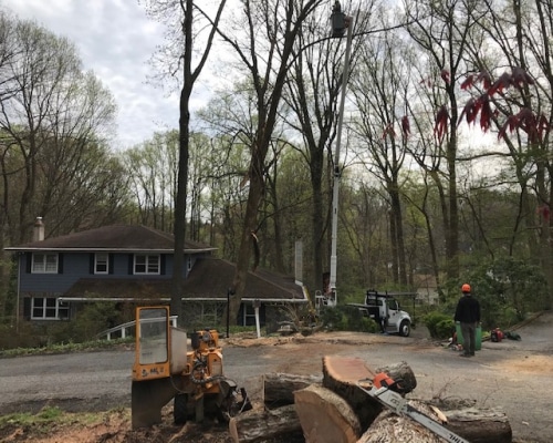 Tree Removal Ashland PA