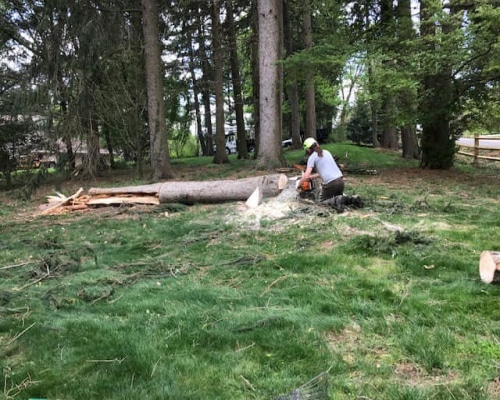 Tree Removal Chadds Ford PA