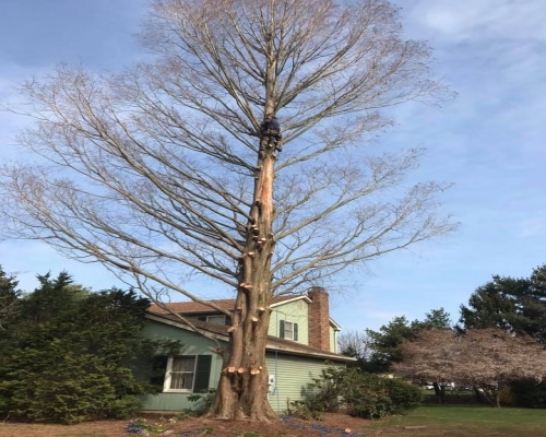 Tree Removal Chester Heights PA
