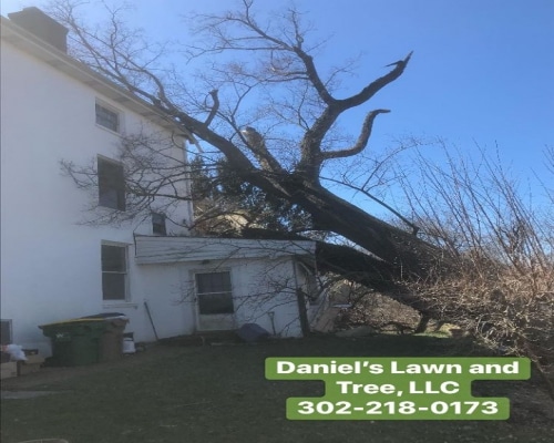 Tree Removal Arden PA