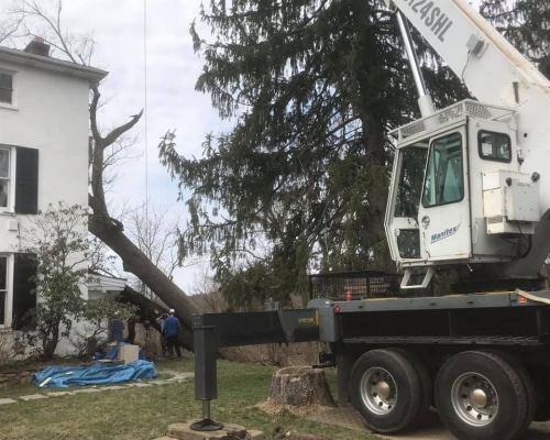 Tree Removal Chester County PA