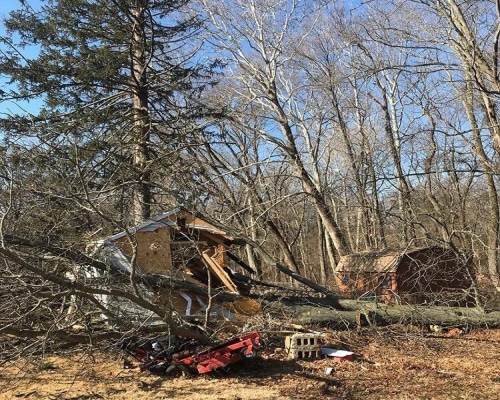 Tree Removal Delaware City DE