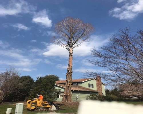 Tree Removal Strickersville PA