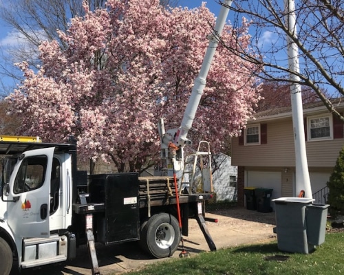 Tree Removal Trainer PA