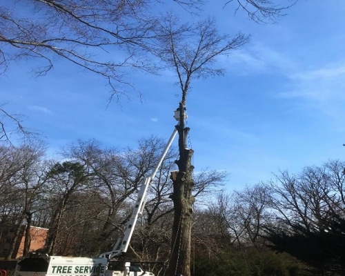 Tree Removal Warwick DE