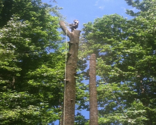 Tree Removal West Grove PA