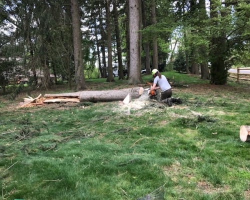 Tree Removal Winterthur DE
