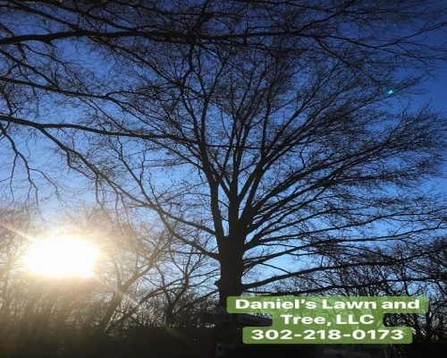 Tree Removal Greenville DE