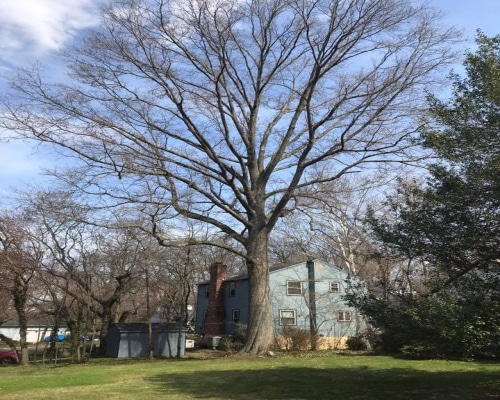 Tree Removal Newtown Square PA