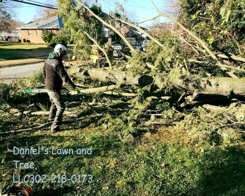 Tree Removal Providence PA