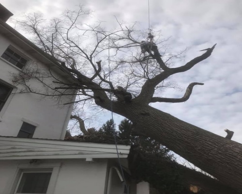 Tree Removal Willowdale PA