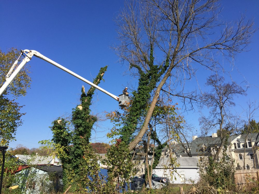 Crane Tree Removal in Avondale