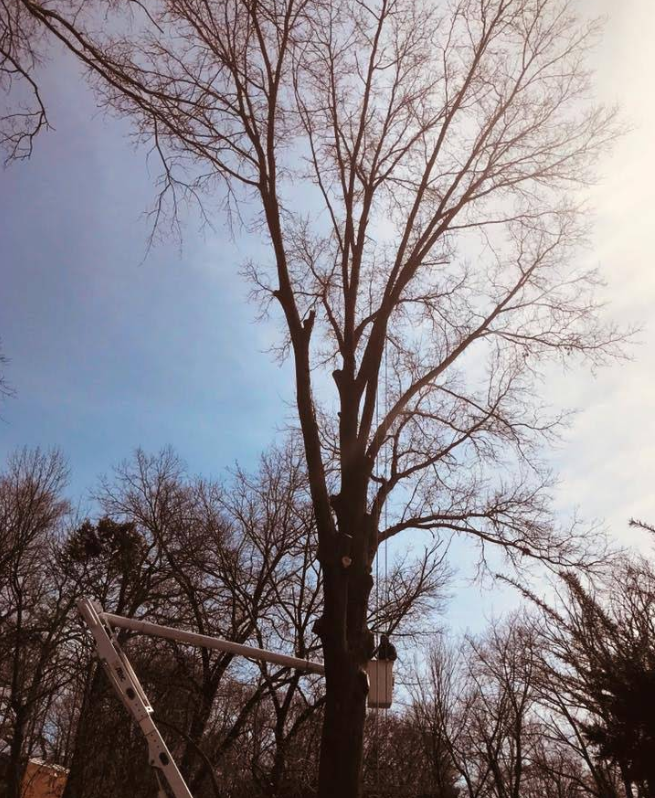 Crane Tree Removal in Boothwyn