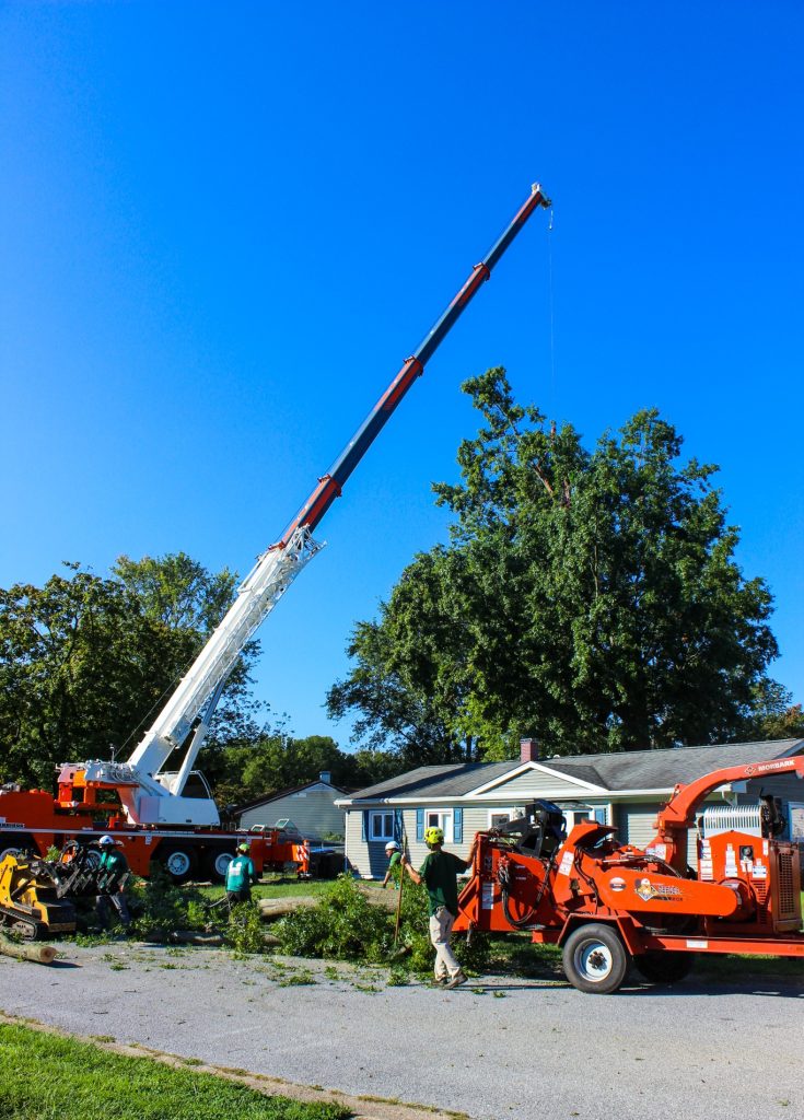 Crane Tree Removal in Chester Heights
