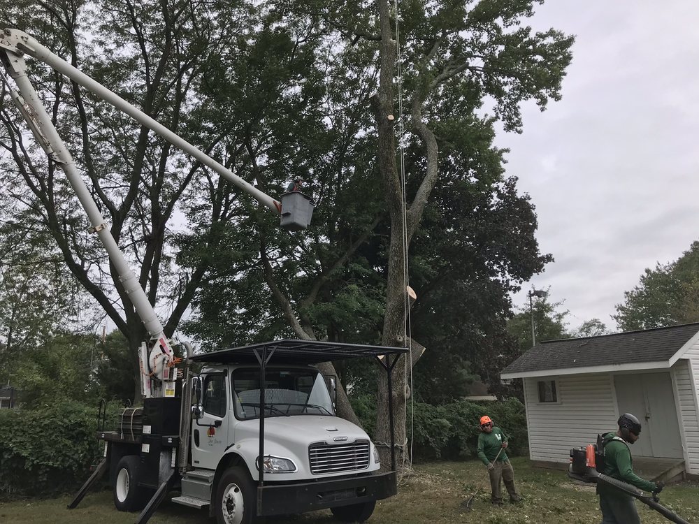 Crane Tree Removal in Childs