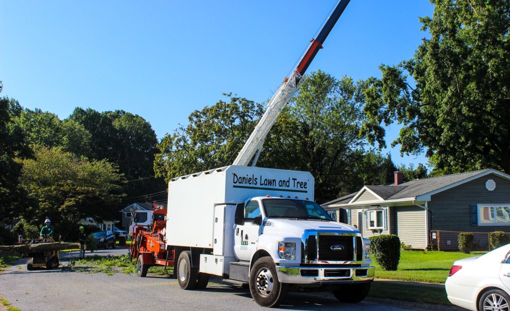 Crane Tree Removal in Clayton