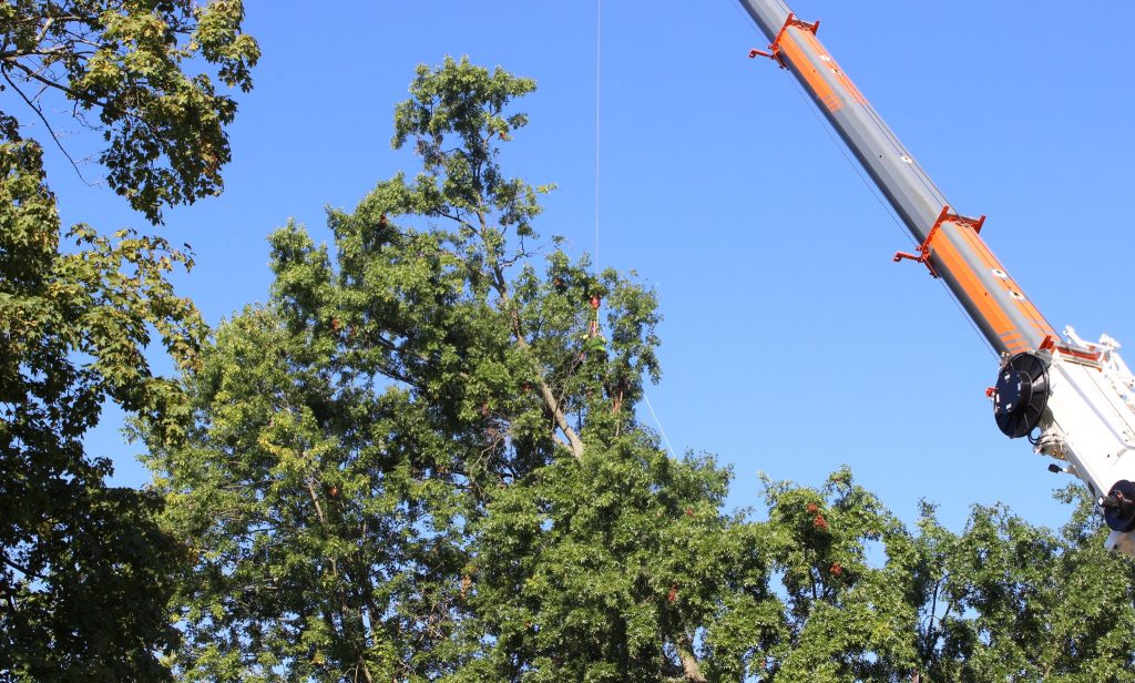 Crane Tree Removal in Edgemoor