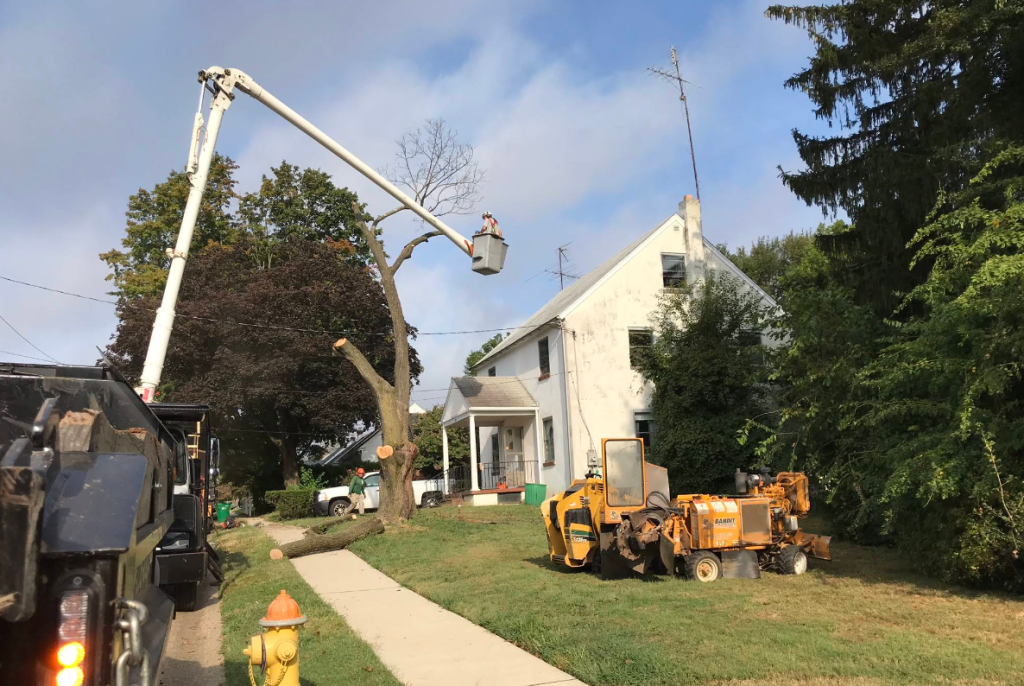 Crane Tree Removal in Elsmere Delaware