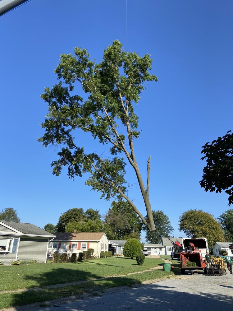 Crane Tree Removal in Kennett Square