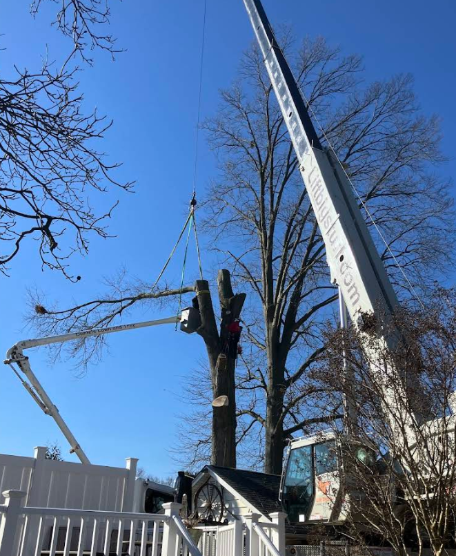 Crane Tree Removal in Lima