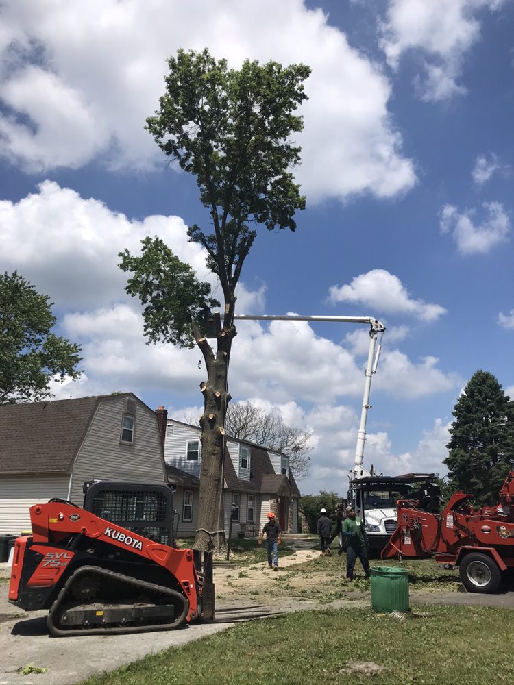 Crane Tree Removal in Marshallton Delaware