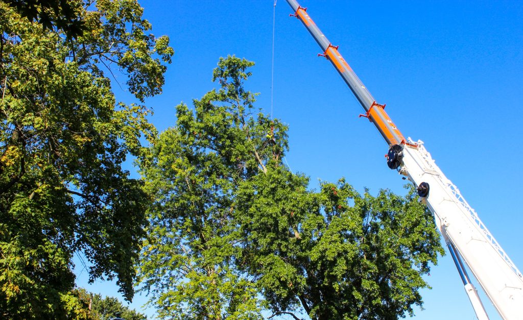 Crane Tree Removal in McDonough Delaware