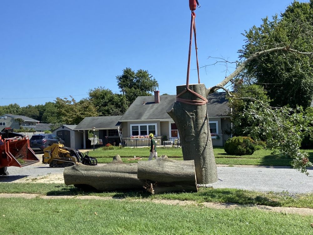 Crane Tree Removal in Montchanin