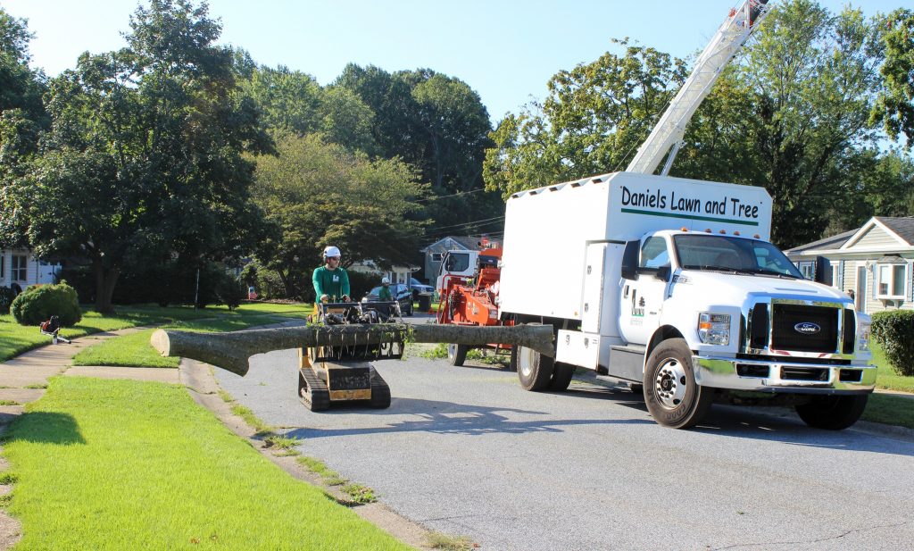 Crane Tree Removal in New Castle