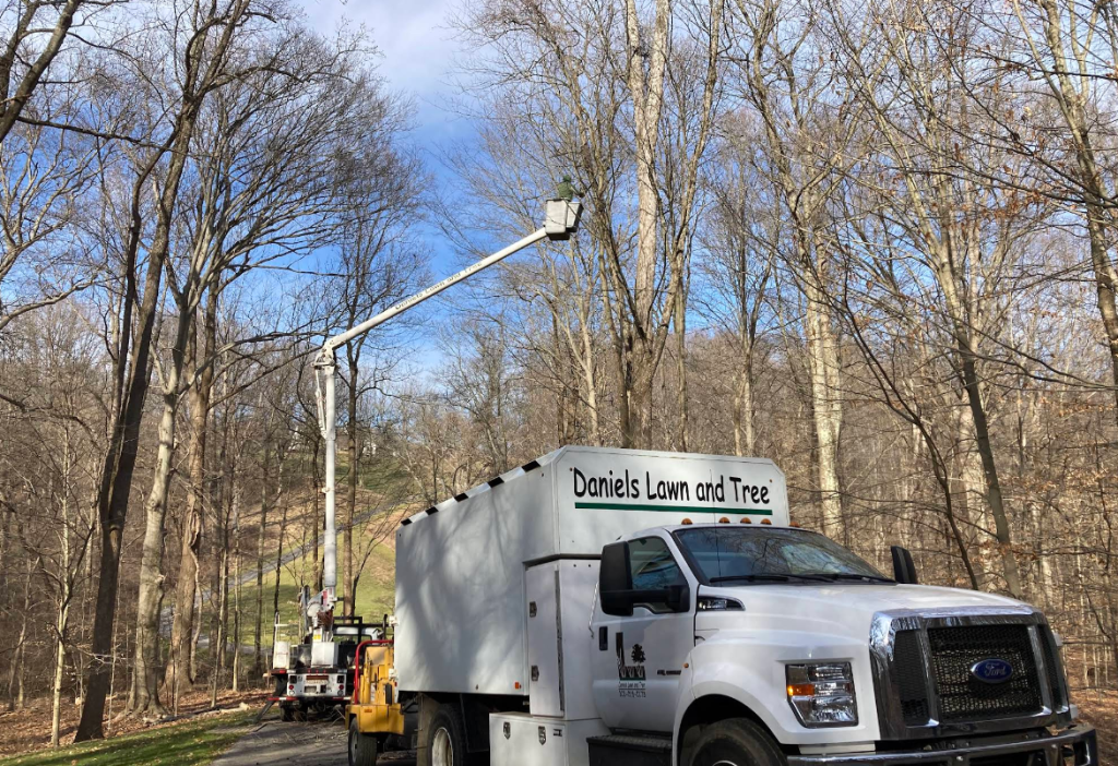 Crane Tree Removal in New Castle County