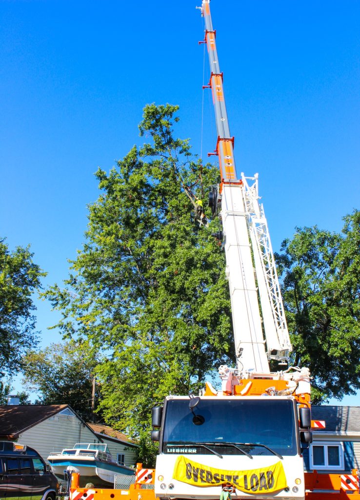 Crane Tree Removal in Odessa Delaware