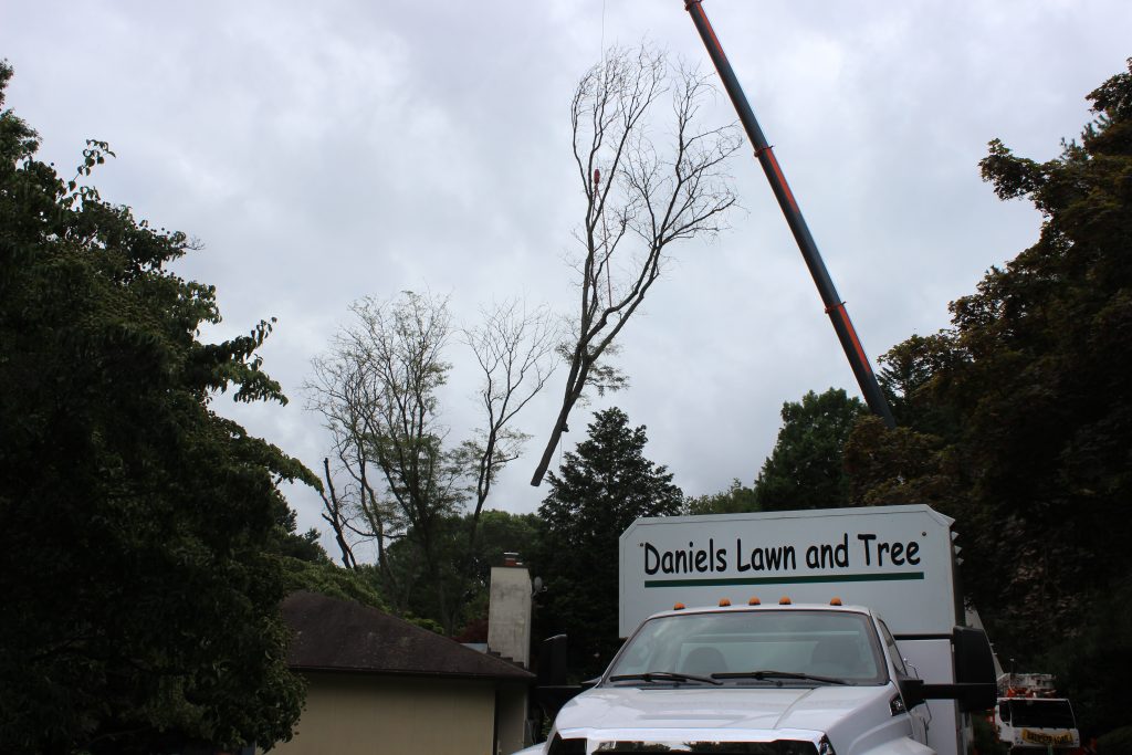 Crane Tree Removal in Port Penn