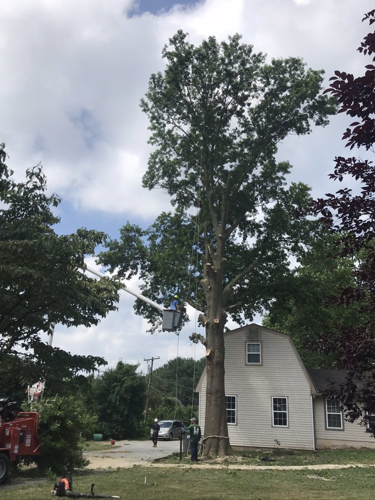Crane Tree Removal in Providence