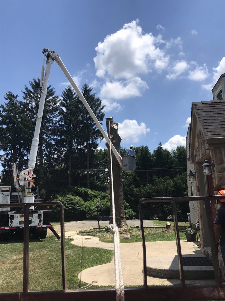 Crane Tree Removal in Red lion
