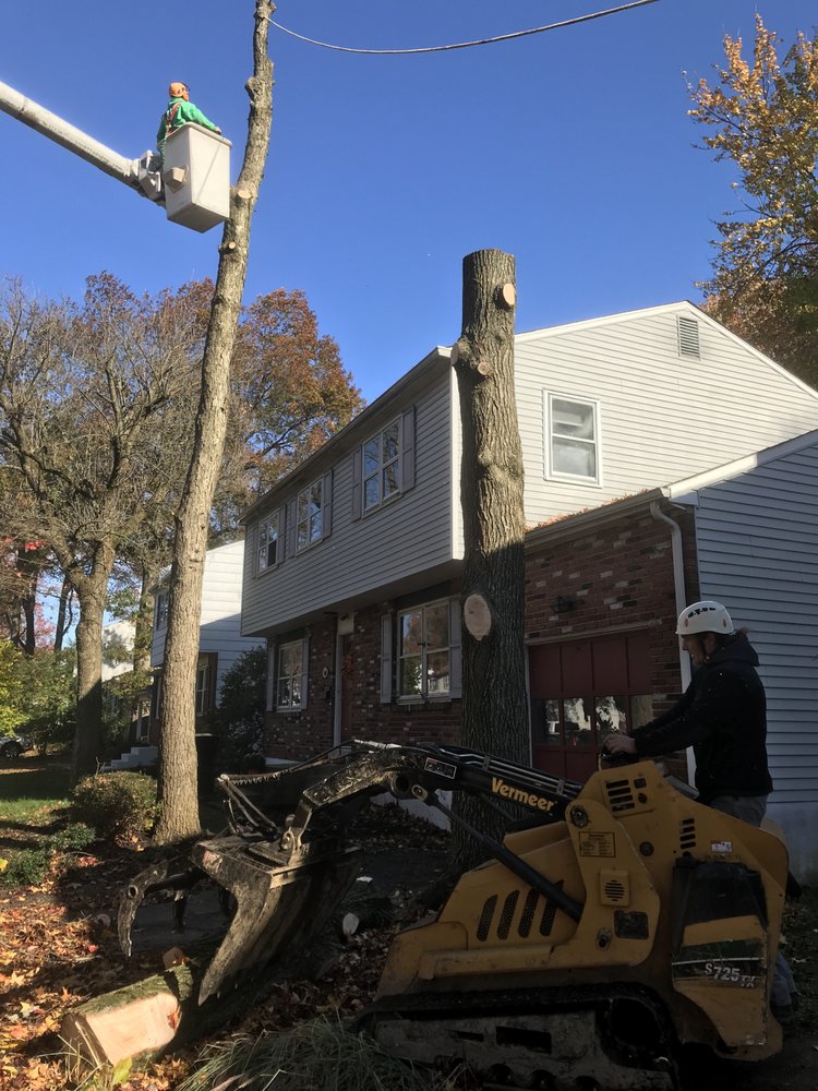 Crane Tree Removal in Smyrna