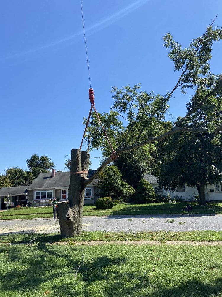 Crane Tree Removal in Summit Bridge Delaware