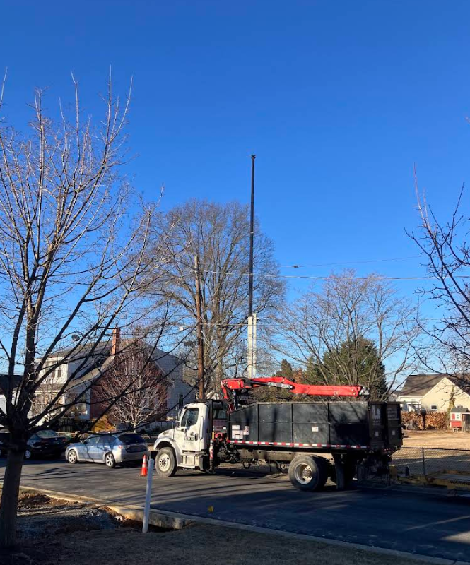 Crane Tree Removal in Swarthmore