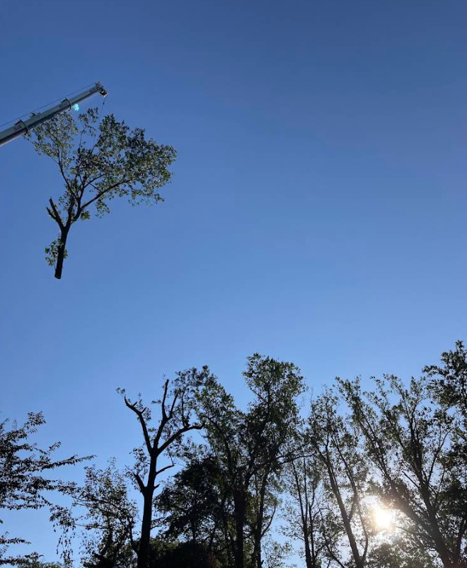 Crane Tree Removal in Townsend