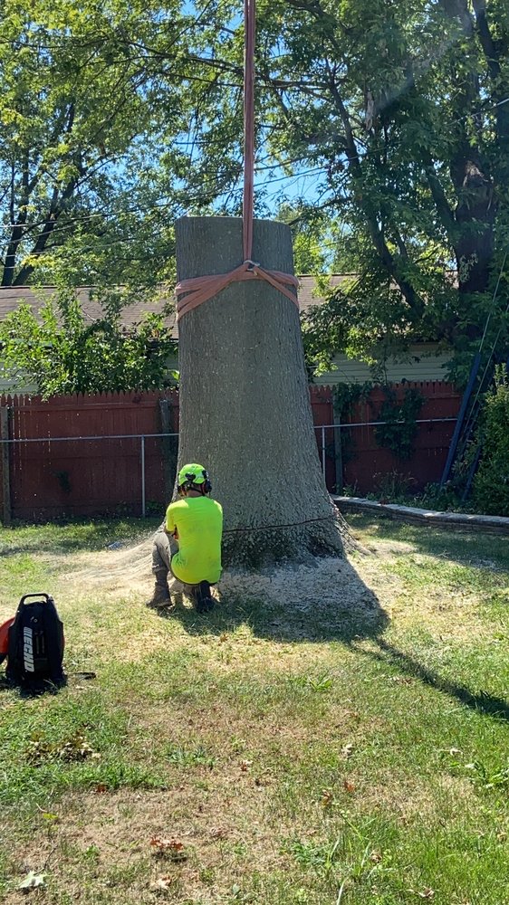 Crane Tree Removal in Trainer