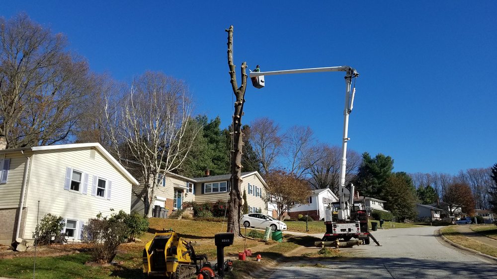 Crane Tree Removal in Warwick