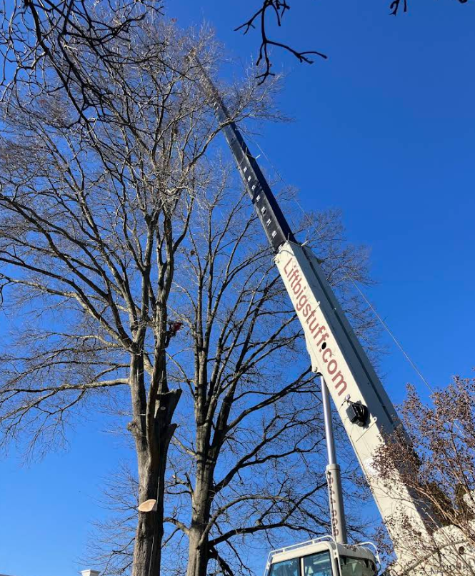 Crane Tree Removal in West Chester