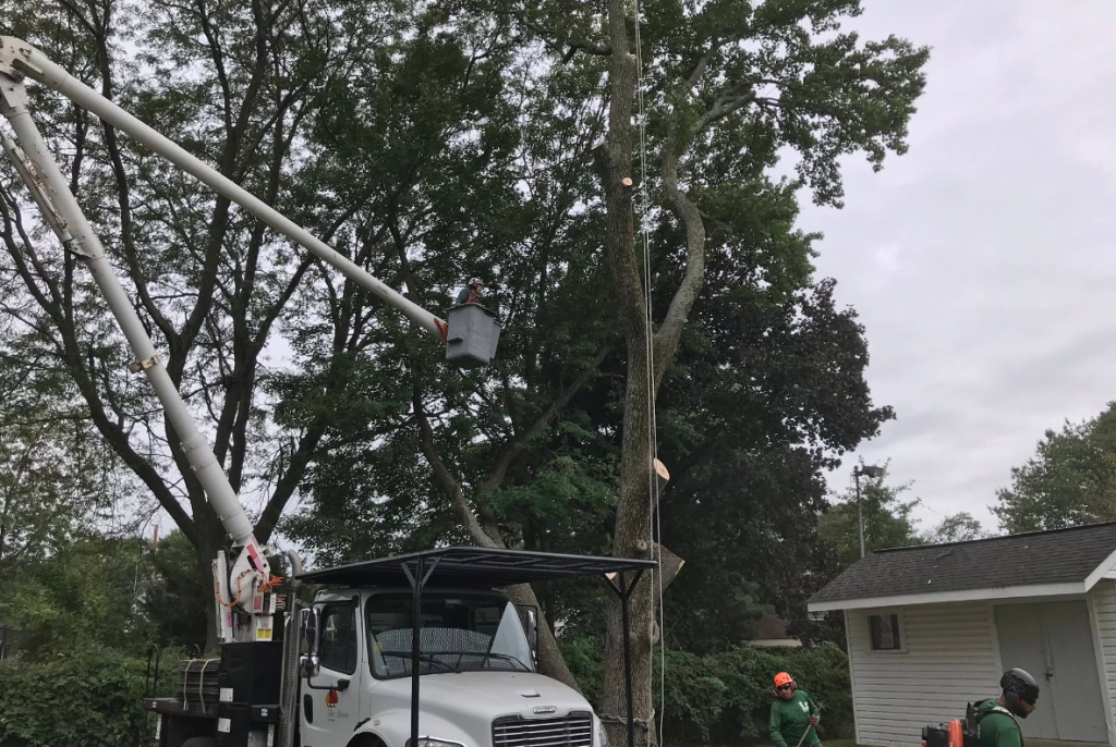 Crane Tree Removal in West Grove