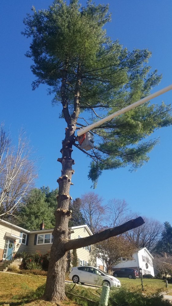 Crane Tree Removal in Willowdale