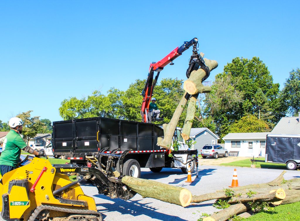 Crane Tree Removal in Yorklyn