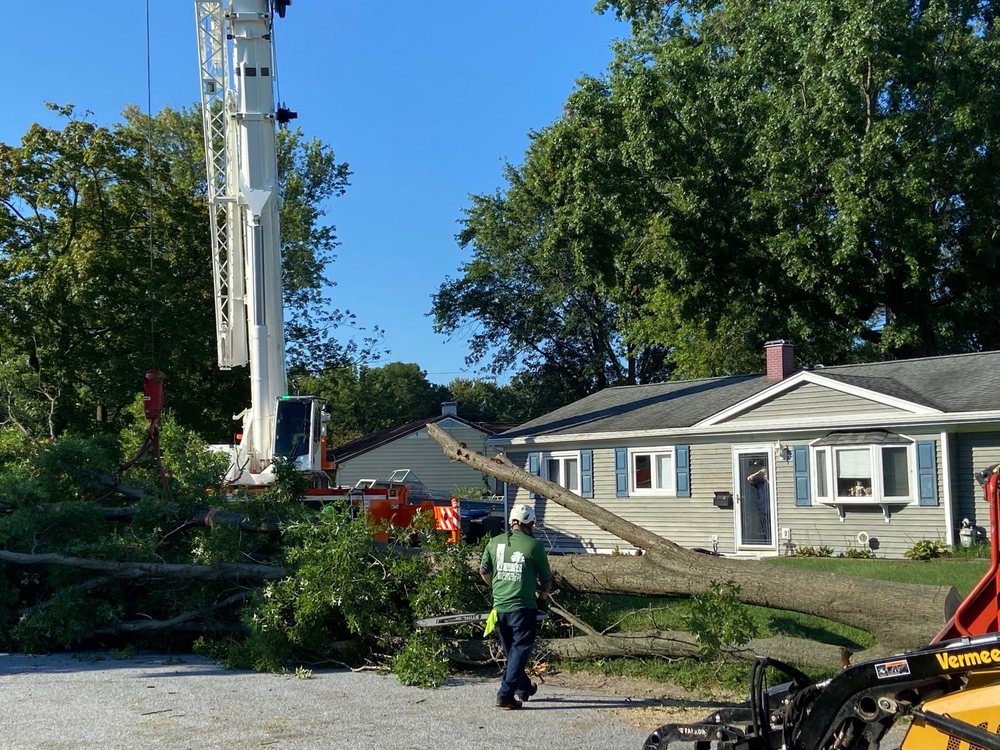 Crane Tree Removal in porter