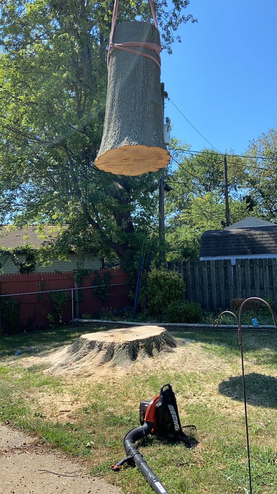 Crane Tree Removal in wrangle hill Delaware